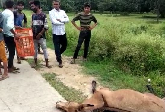 भगवानपुर थाना क्षेत्र के गांव चोली शहाबुद्दीनपुर में एक गरीब परिवार की रोज़ी-रोटी उस वक़्त छीन गयी जब उनकी बग्गी खींचने वाला घोड़ा एक अज्ञात वाहन की तेज़ रफ़्तार का शिकार हो गया।