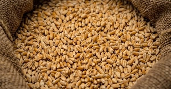 Wheat Export Ban | गेहूं के एक्सपोर्ट बैन से दुनियाभर में खलबली